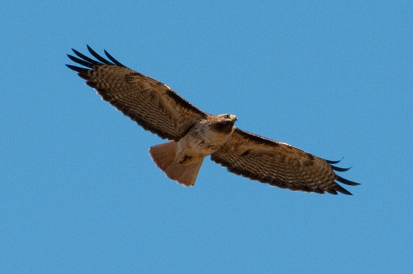 Red-tailed Hawk Soars