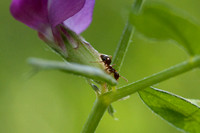 Winter Ant (Prenolepis imparis) on Vetch