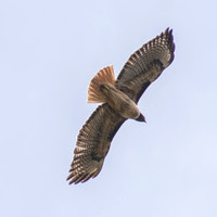 Red-tailed Hawk (Buteo jamaicensis) in Flight