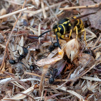 Wasp and Harvester Ants Share Grasshopper Carcass