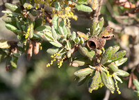 Leather Oak (Quercus durata) Leaves & Acorn Base