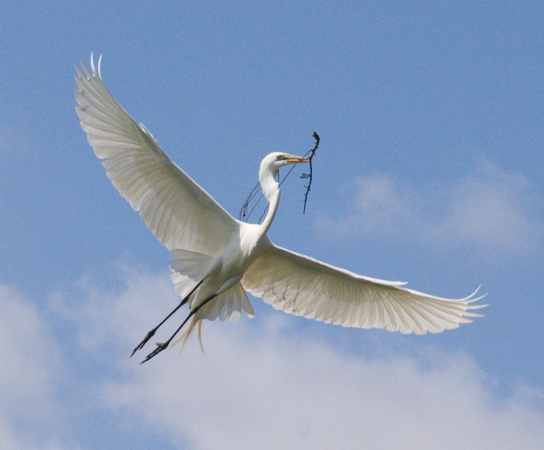 Great Egret in Flight (Ardea alba)