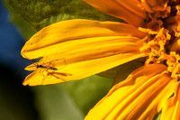 Insect on Smooth Mule Ears