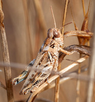 Dew-bedecked Grasshopper
