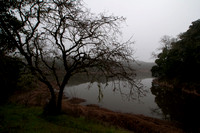 Searsville Lake, Foggy Morn