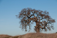 Lonely Valley Oak with White-Tailed Kite (Elanus leucurus) aka "Black-Shouldered Kite"