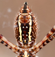 Abdomen of Banded Garden Spider (Argiope trifasciata) (?)