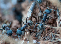 Worker Ants Going & Coming