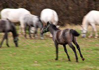 Lipizzaner Horses in Slovenia