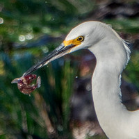 Shaking the Catch (Closer View)