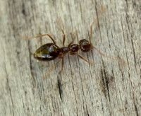 Winter Ant (Prenolepis imparis) on Oak Bark