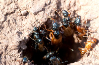9/17/2011 Winged Camponotus Leave Nest