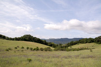 Grassland, Oaks, Windy Hill