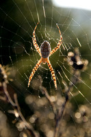 Spider in Web (2)