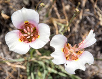 Clay Mariposa Lilies (Calochortus Argillosus)