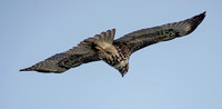 Northern Harrier (Circus cyaneus), Hunting (2)