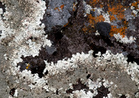 Lichen on Serpentine Rock (Detail)