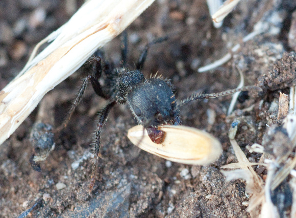 Worker Ant Carrying Seed