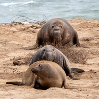 12/28/2021 Elephant Seals at Año Nuevo