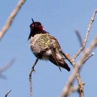 Characteristic Iridescent Crown of Male Anna's Hummingbird (Calypte anna)