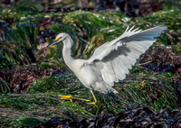 Snowy Egret Carries Fish to Safe Place