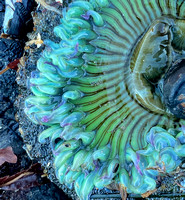 Open Sea Anemone up Close (2)