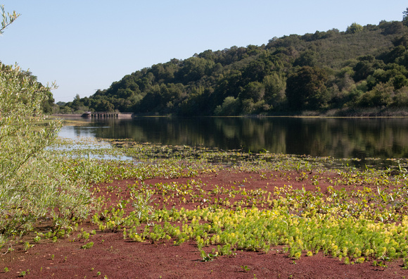 Searsville Lake