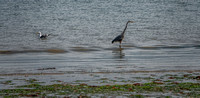 Gull and Great Blue Heron