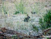 Brush Rabbits (Sylvilagus bachmani)