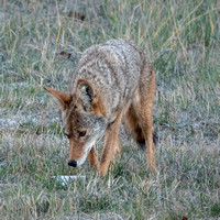 Coyote Inspecting