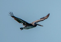 Brown Pelican (Pelecanus occidentalis) (?)