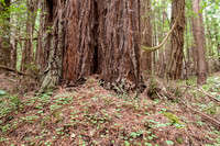 Redwood with Redwood Sorrel