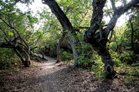 Trail behind Dorothy Ford Park
