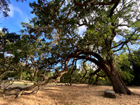 Valley Oak (Quercus lobata) in Dorothy Ford Park (Closer)