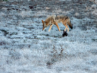 Coyote Hunting (2)