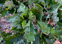 Leaves of Heritage Valley Oak (Quercus lobata)