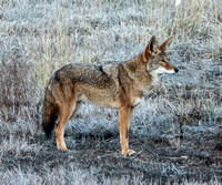 Male Coyote watches his Mate