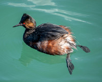 Eared Grebe (Podiceps nigricollis)