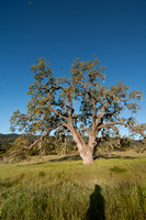 Visitors' Oak in Springtime