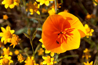 Poppy & Goldfields with Pollinator