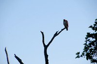 Hawk on Woodpecker Tree