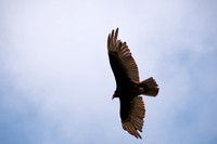Turkey Vulture (Cathartes aura) Glides Overhead