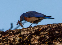 Male Western Bluebird (Sialia mexicana) Worries Insect