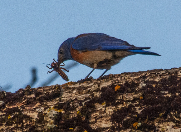 Male Western Bluebird (Sialia mexicana) Worries Insect