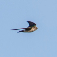 Violet-green Swallow B (Tachycineta thalassina) (??) in Flight -- or is this a Northern Rough Wing?