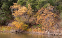 Autumn Color, Searsville Lake