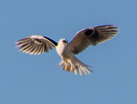 White-tailed Kite (Elanus leucurus), Kiting