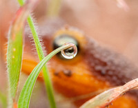 Images and Reflections: the Eye of the Newt