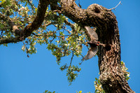 European Starling (Sturnus vulgaris)