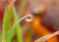 The World in a Drop of Dew